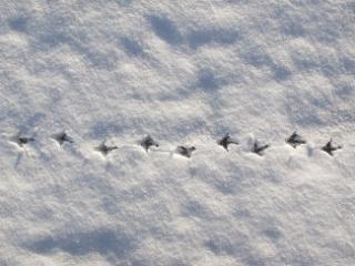 bird tracks through snow