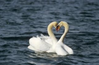 Two swans forming a heart with their necks.